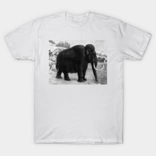 Woolly Mammoths by Charles R. Knight T-Shirt